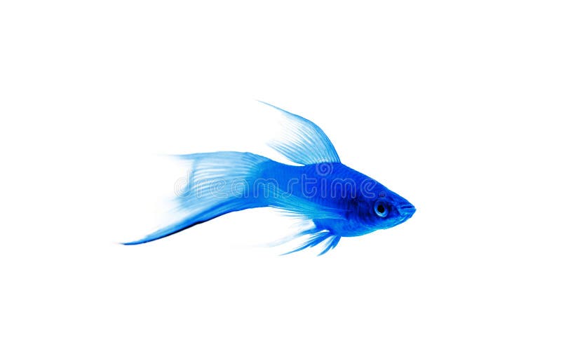 Blue fish wallpapers  Blue fish stock photos
