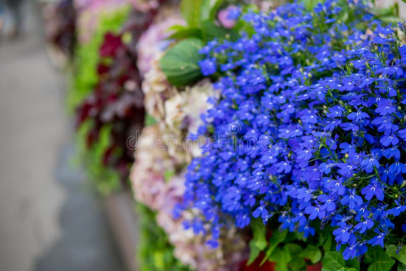 Little blue flowers stock image. Image of cover, field 146110849