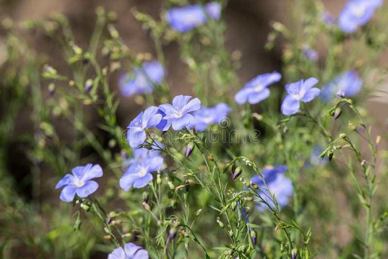 Little blue flowers stock photo. Image of nature, closeup 104625300