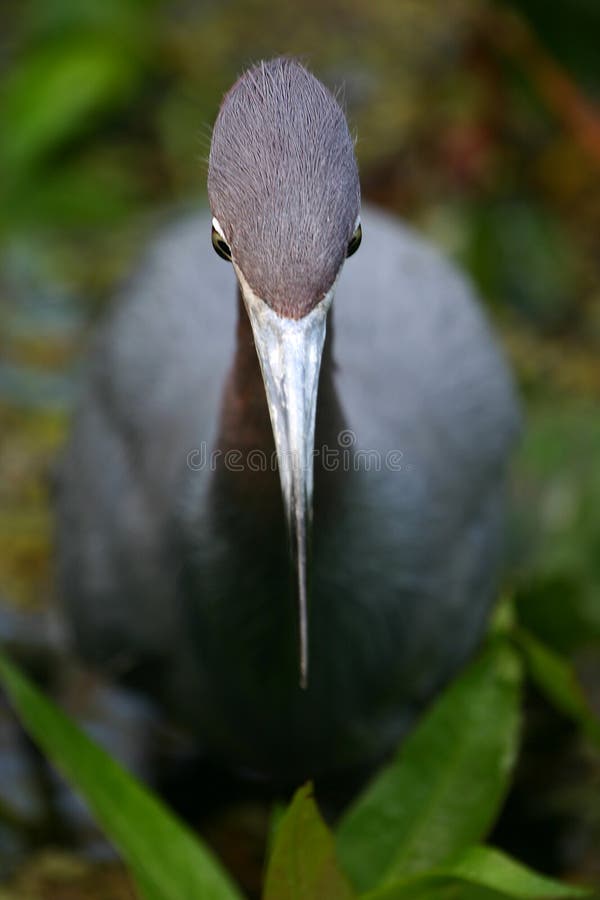 Little blue heron