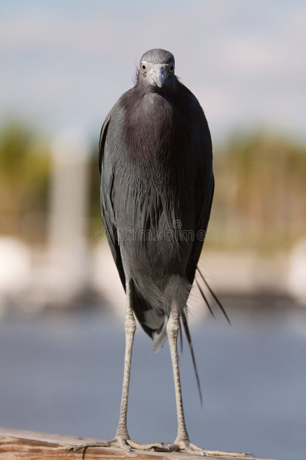 Little Blue Heron