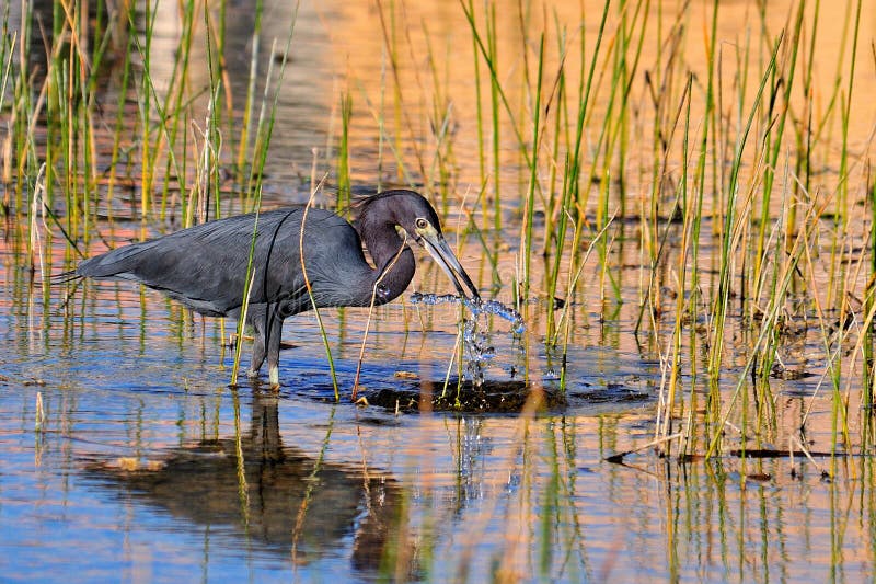 Little Blue Heron catching food.