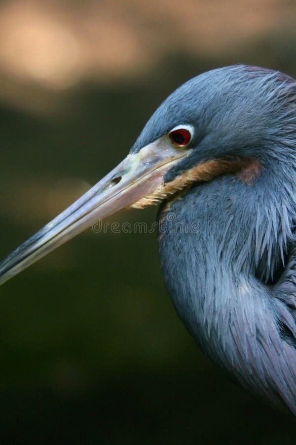 Little Blue Heron