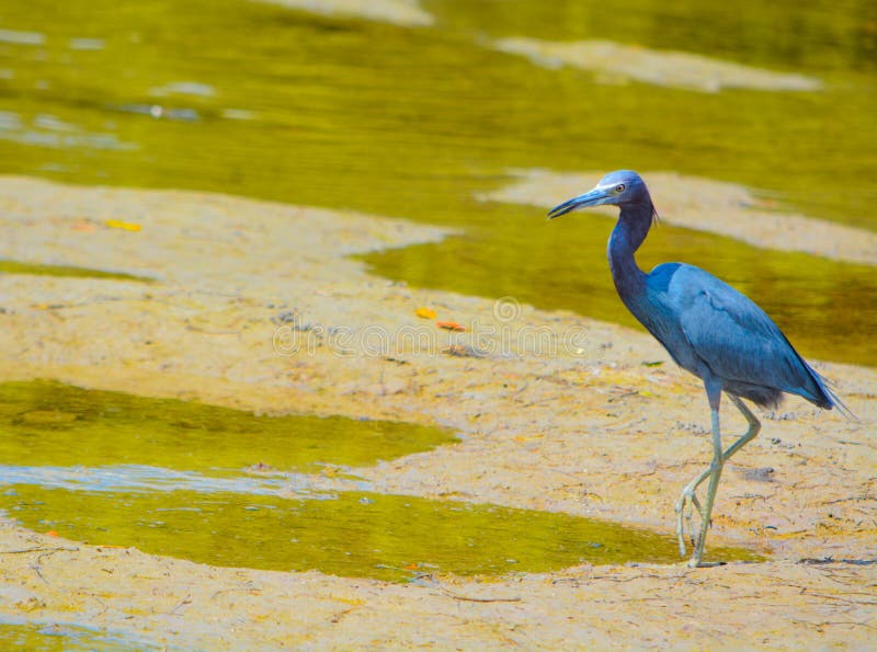 A Little Blue Heron Egretta caerulea at the Lemon Bay Aquatic Reserve in Cedar Point Environmental Park, Sarasota County Florida