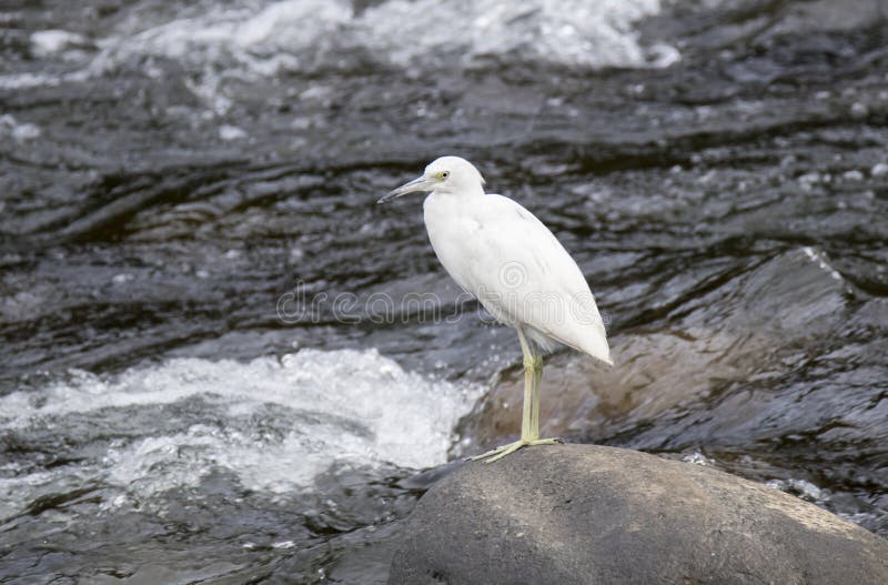 Little Blue Heron, Juvenile Egretta caerulea