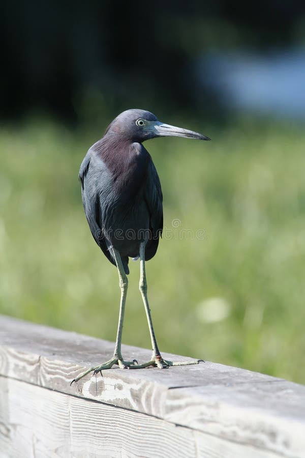 Little blue heron portait