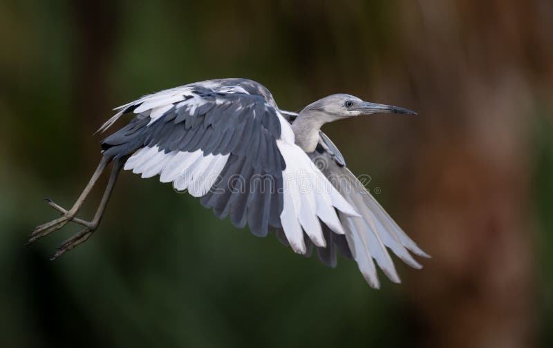 Little Blue Heron portrait in southern Florida. Tree kingfisher stock images, royalty-free photos and pictures
