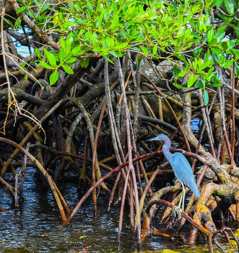 A Little Blue Heron Standing in the Mangroves