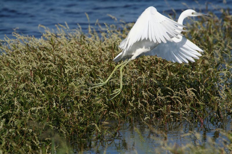 Little blue heron taking off