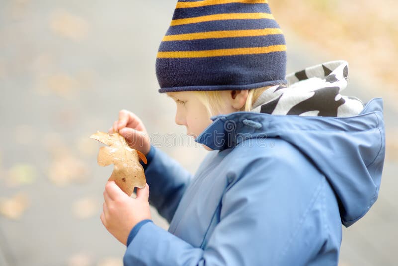 Little boy explore a drops of water on fallen oak leaf. Kid exploring nature. Activity for inquisitive child