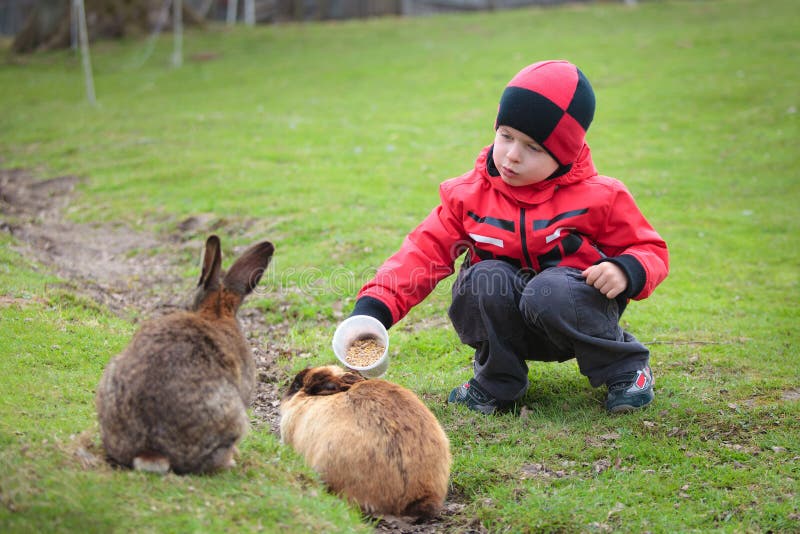 Little boy feed a rabbit in farm