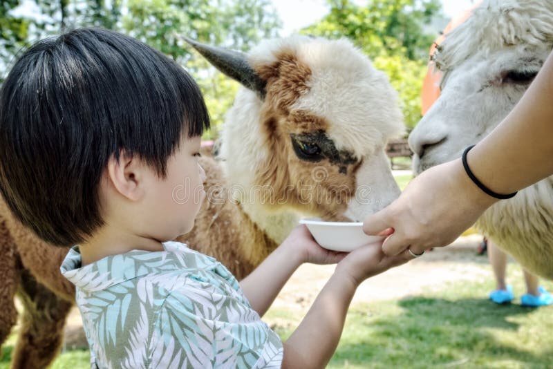 Little boy feeding alpacas in farm : Closeup stock image Little boy feeding alpacas in farm : Closeup stock image