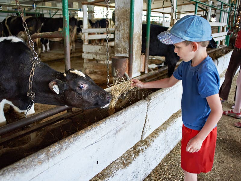 Little boy feeding calf with hay in a stall on a dairy farm. Kid calf stock images, royalty-free photos and pictures