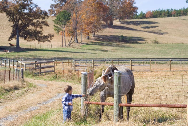 Little Boy feeding horse stock image. Image of friend 1629407