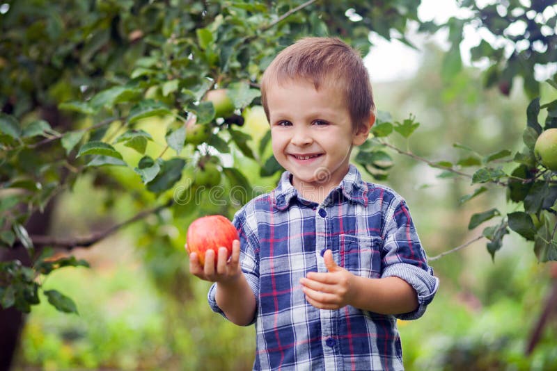 Little boy holding apple royalty free stock photo Little boy holding apple royalty free stock photo