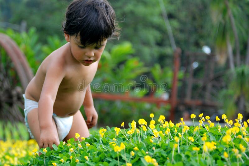 Little Boy Picking Flowers Picture. Image 8930084