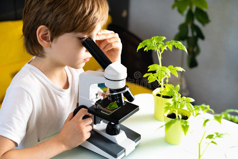 Little boy studies under the microscope plants, enthusiastically looks stock photography