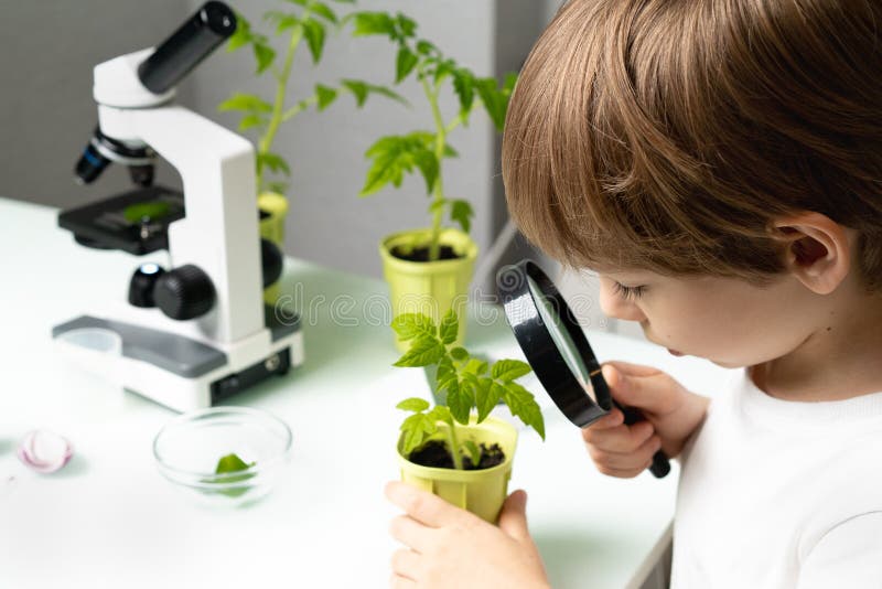Little boy studies under the microscope plants, enthusiastically looks stock photos