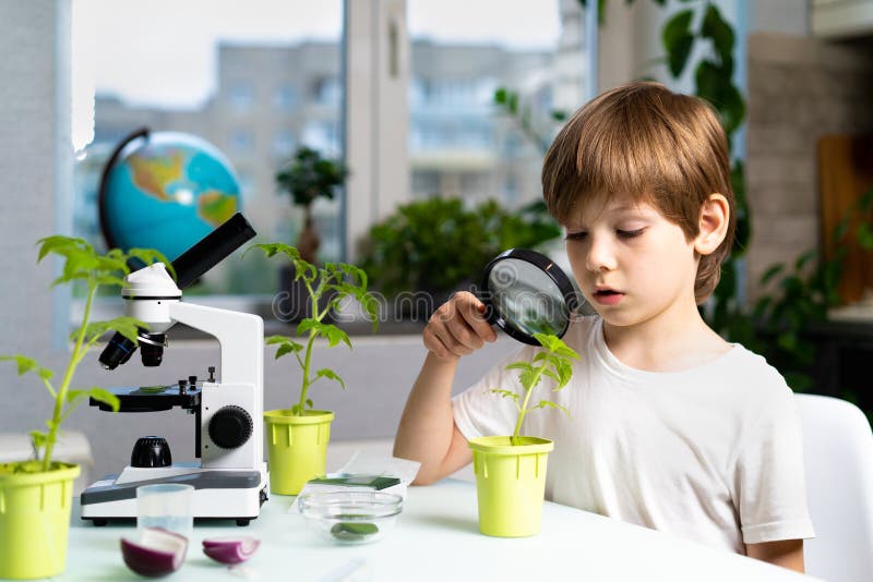 Little boy studies under the microscope plants, enthusiastically looks stock photo