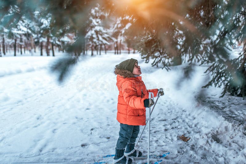 A little boy 3-5 years old, stands in children`s skiing in winter, looks up at green tree, looks surprised and happy at