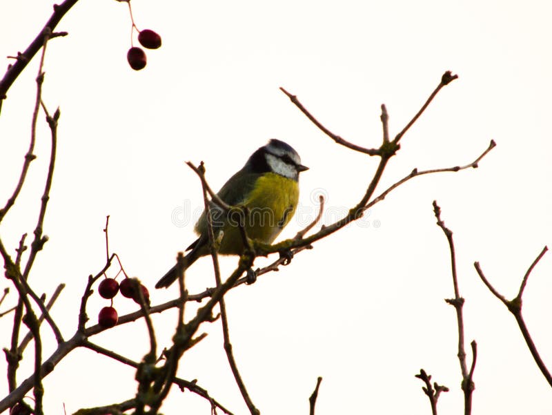 A Little British Bird Sitting on a Tree Branch Stock Image Image of