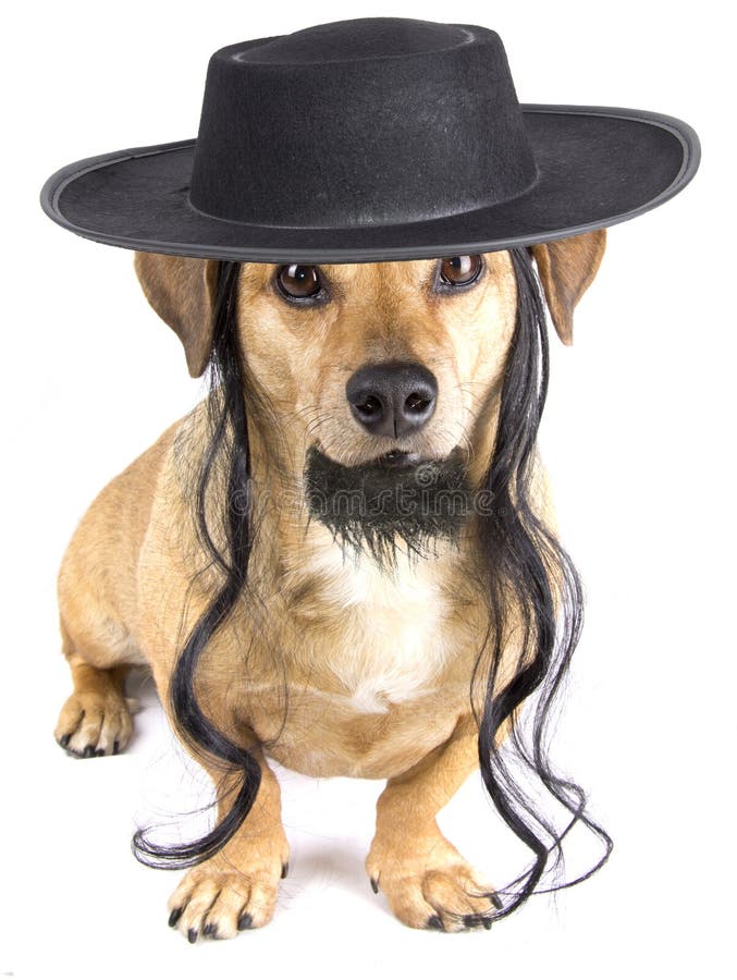 little-brown-dog-hamish-black-hat-49119478.jpg