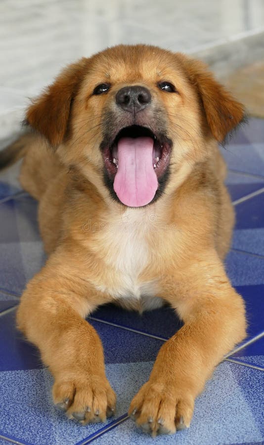 Little Brown Puppy Dog Yawning royalty free stock photos Little Brown Puppy Dog Yawning royalty free stock photos