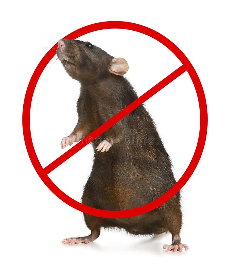 Anti Rat Sign Stock Photos - Free & Royalty-Free Stock Photos from  Dreamstime