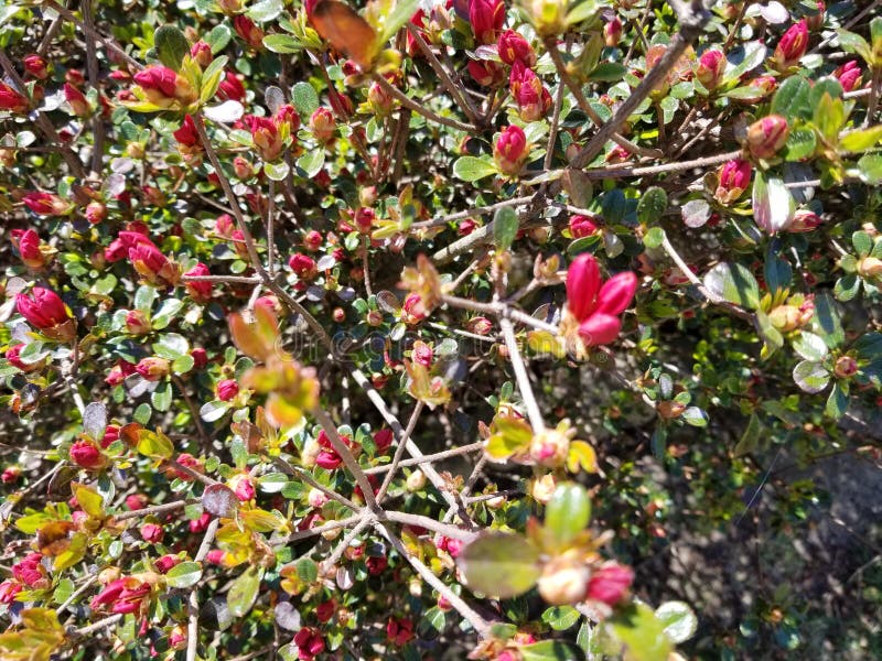 Little buds stock image. Image of nature, flora, little 56882063