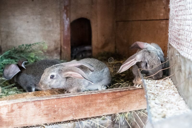 Little Bunny in a Cage. Rabbit Rearing Stock Image Image of hare