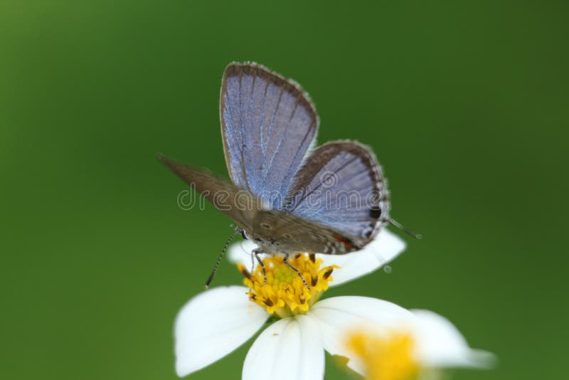 Little butterfly close-up in Hong Kong