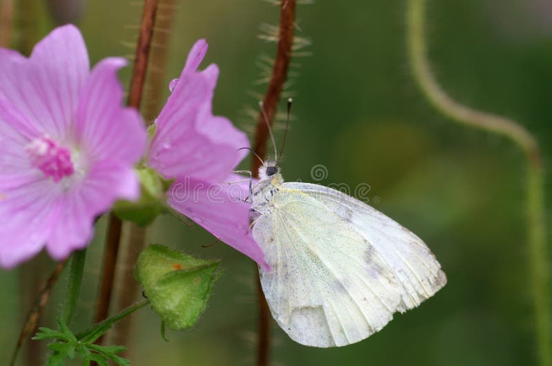 The Little Cabbage White Butterfly Sits on a Flower Stock Image Image