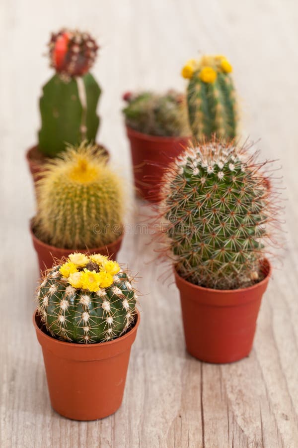 Little Cactus plant stock image. Image of botany, exotic 21225581