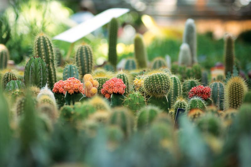 Little cactuses. 