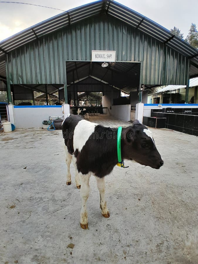 Little calf on the farm