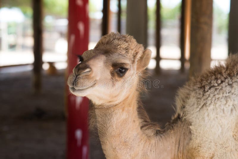 Little camel, cute animal, desert mammal in zoo. Little camel, cute animal, desert mammal stock images Little camel, cute animal, desert mammal in zoo. Little camel, cute animal, desert mammal stock images