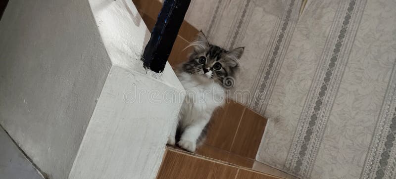 Little Cat are Afraid To Explore New Place Stock Photo Image of wood