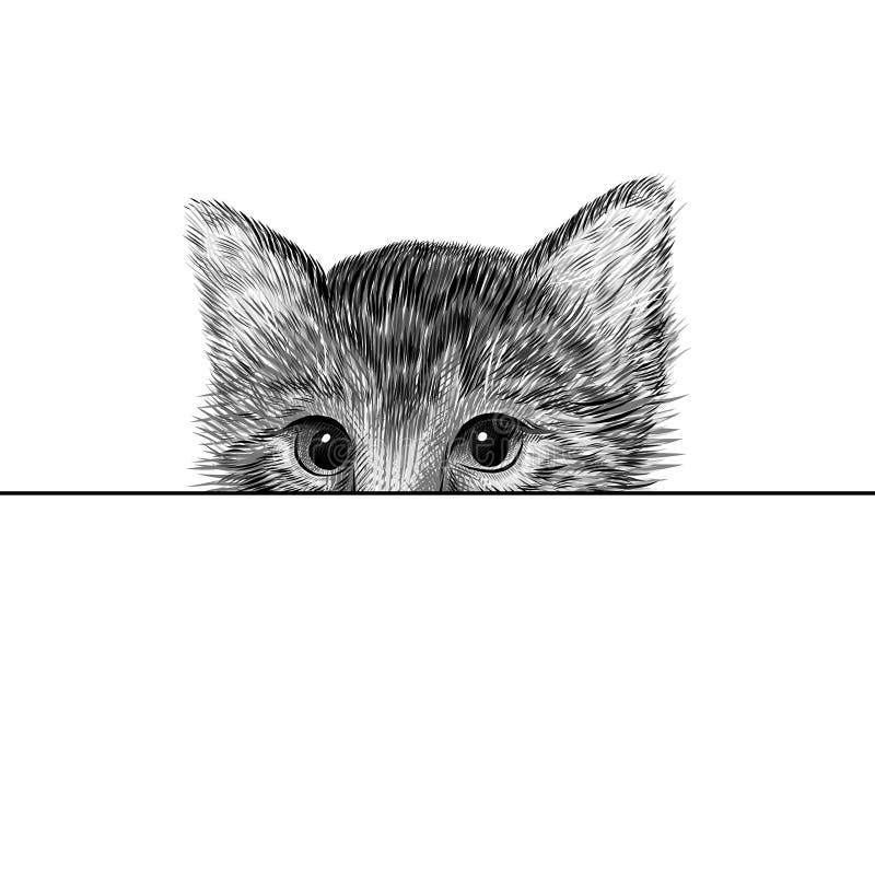 Little cat, kitten black and white vector illustration. Hand drawn sketch drawing. Pet portrait, peeking out from behind
