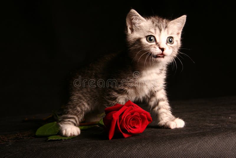 Little cat with red rose stock photo. Image of shot, beautiful 9426502