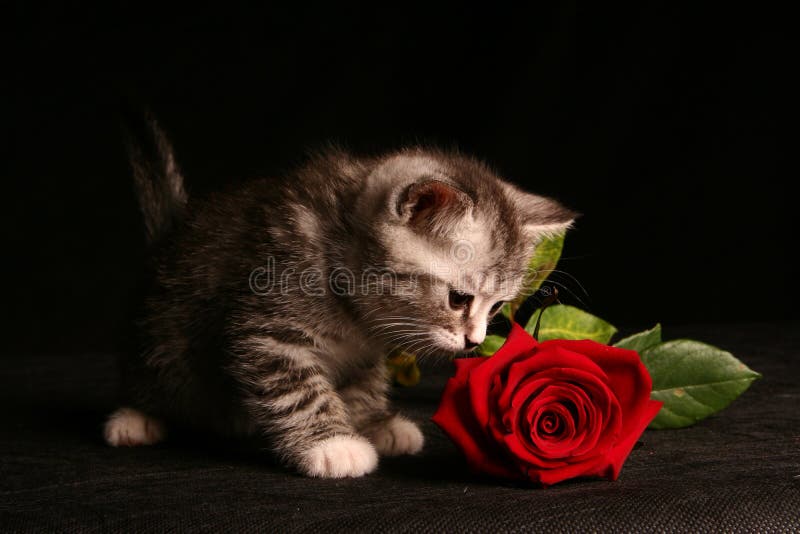 Little cat with red rose stock photo. Image of domestic 9426502