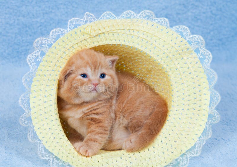 Little Cat Sitting In The Straw Hat Stock Photo Image of domestic