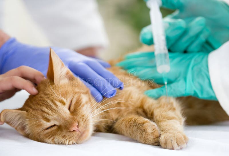 Little cat on the table veterrinary giving vaccine