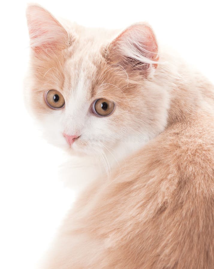 Little cat on a white background