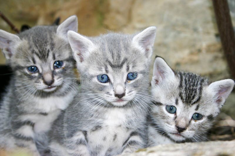 Blue eyes little cat looking for her mom, soko spa, Serbia. Cat spa stock images, royalty-free photos and pictures