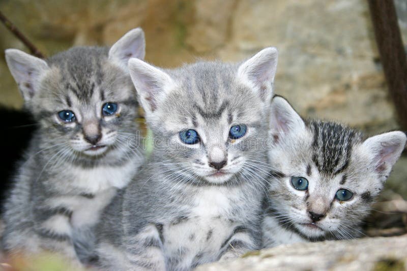 Blue eyes little cat looking for her mom, soko spa, Serbia. Cat spa stock images, royalty-free photos and pictures