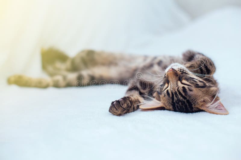 Little charcoal bengal kitty laying on the white background