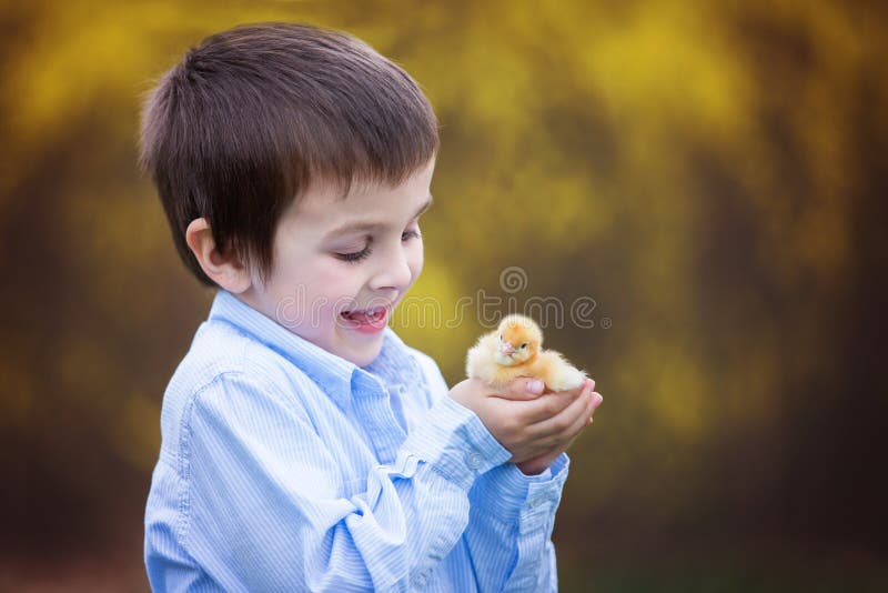 Little Chick in Child Hands Stock Photo - Image of hand, outdoors: 69338934