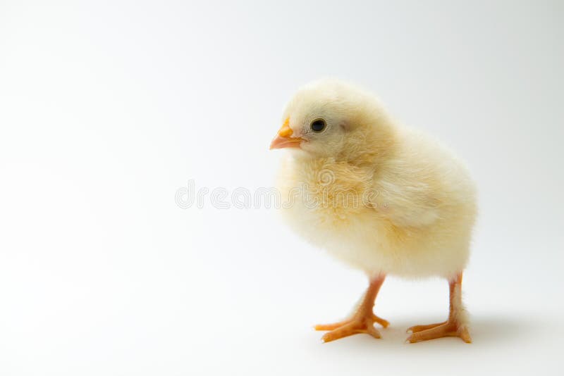 Little chick in front of bright background