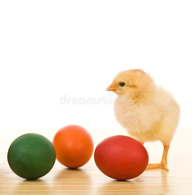 Little Chicken with Dyed Easter Eggs Stock Photo Image of life, baby