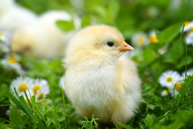 Chickens in green area stock image. Image of farm, domesticated - 207733147